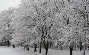 Snow On Tree Line